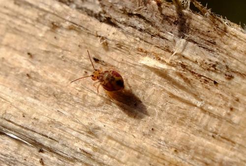 Dicyrtomina ornata